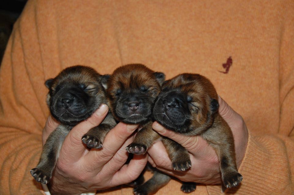 Suamc-beauty puppies 1 week old
