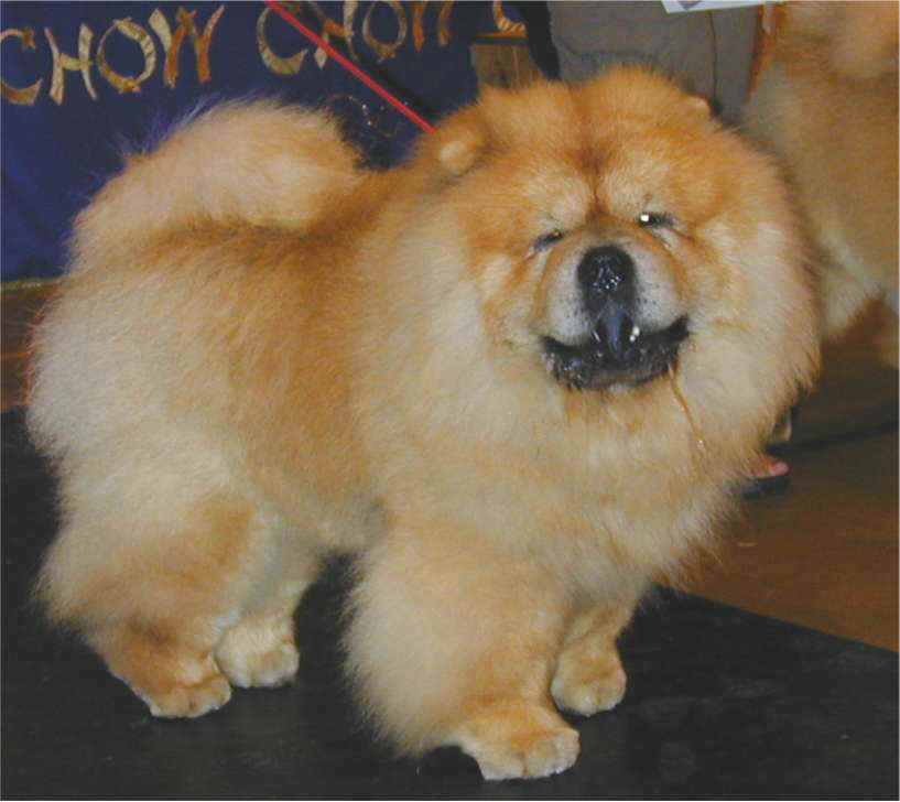Post graduate dog-1st Waiwong Rigsby Of Cherrymount