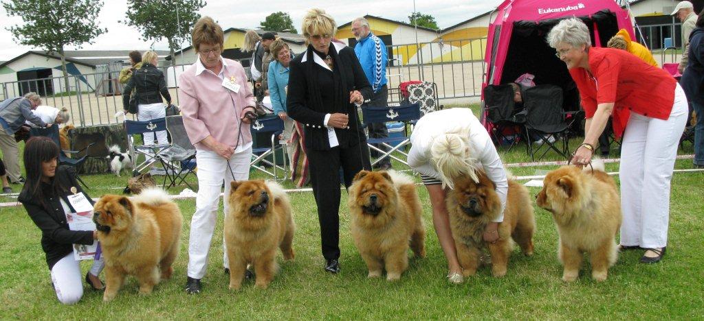 Chan-Lo´s breeder group (CH Stagebo´s Quick Step x Stagebo´s Touch Of Class)