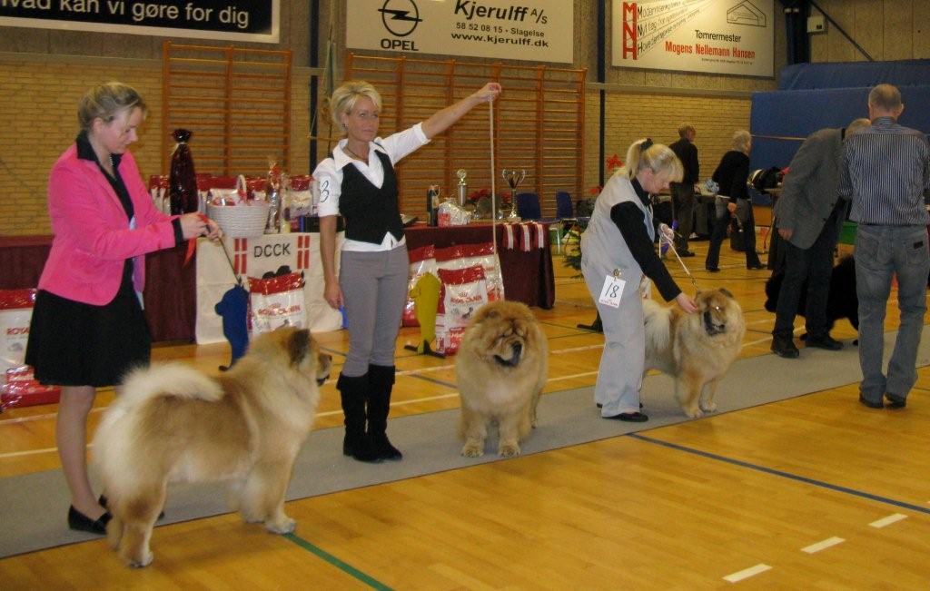 Best male 1.+BOS CH Bidachows Gentle Gibson 2.Sakumas Sweetest Catch 3.Bakkebo´s Playboy 4.CH Orinell´s Extra Extra