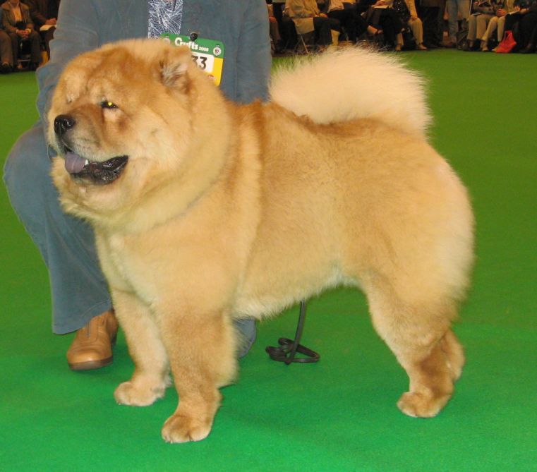 Best puppydog-Tsuni He Is A Dandy