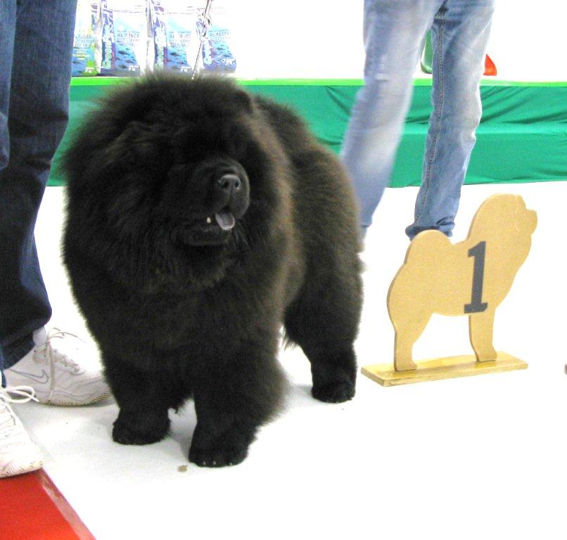 BIS puppy Black Jack Dei Leoni Imperiali-VP1