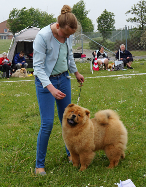 Best puppy female Xena Van Het Bossche Front