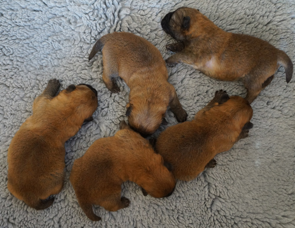 The males - 2 week old