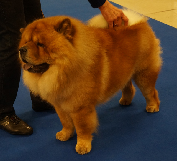 Champ.male 3+Best Dog 4: CH Shi-Yang's Mingdì