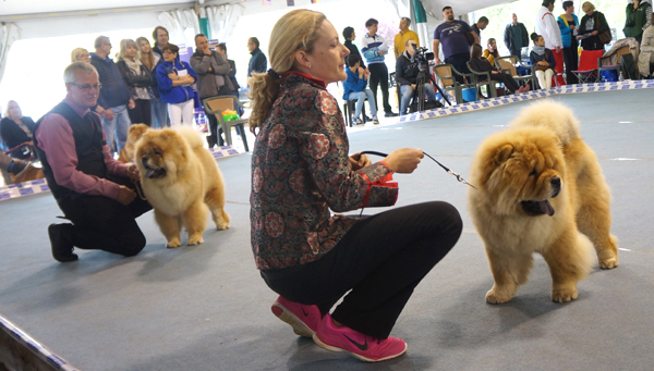 Junior male 2 (right): King Of My Heart Santa Haus - Junior male 3: Piuk Chow A Paradise Of Happiness