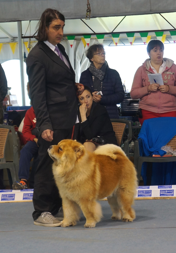 Champ.male (Ex): CH Rendel Dhenry