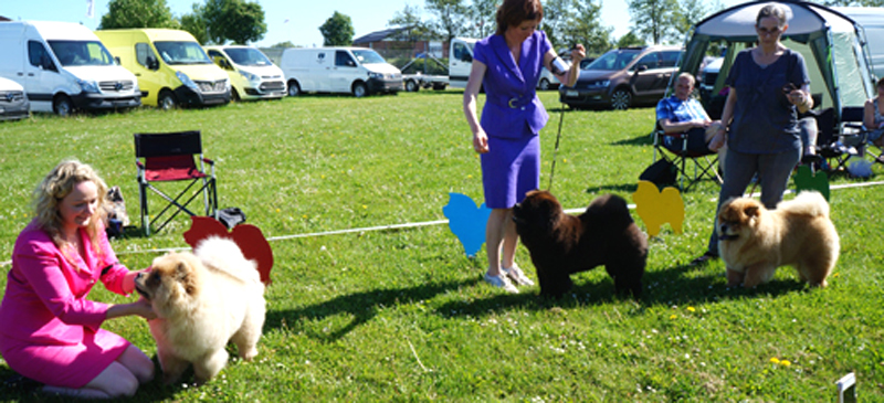 Puppy female 1. Sumichows Flying Smilla 2. Orinell's Rising To Stars 3. Piuk Chow Phanciful Autumn Tootsie