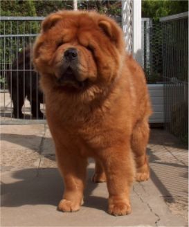 Don Imperator Of Chow Dream-13 month