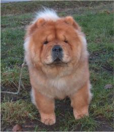 Gina Of Chow Dream (Tinni) - died 6½  year old