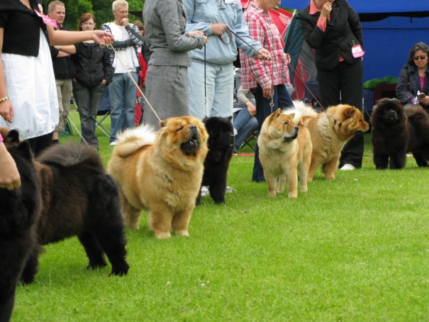 Combetition for best female - BOS CH Piuk Chow Missies Victoria Princess (right) (13/6+14/6)