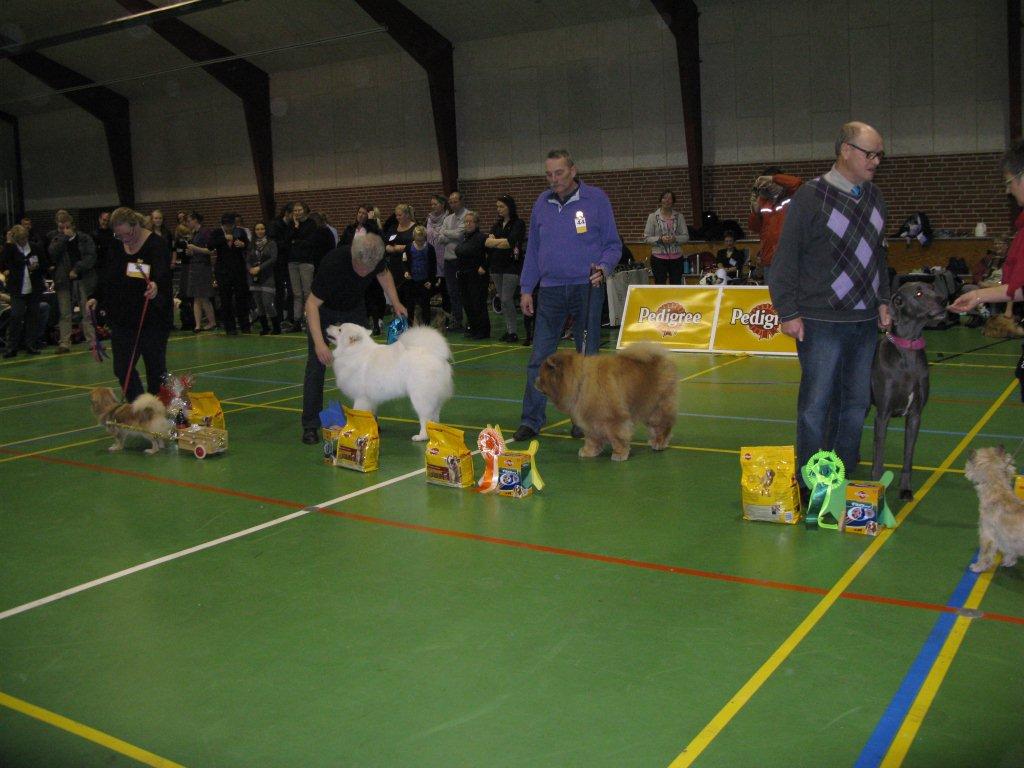 Best senior and dog 3: CH Stagebo´s Quick Step