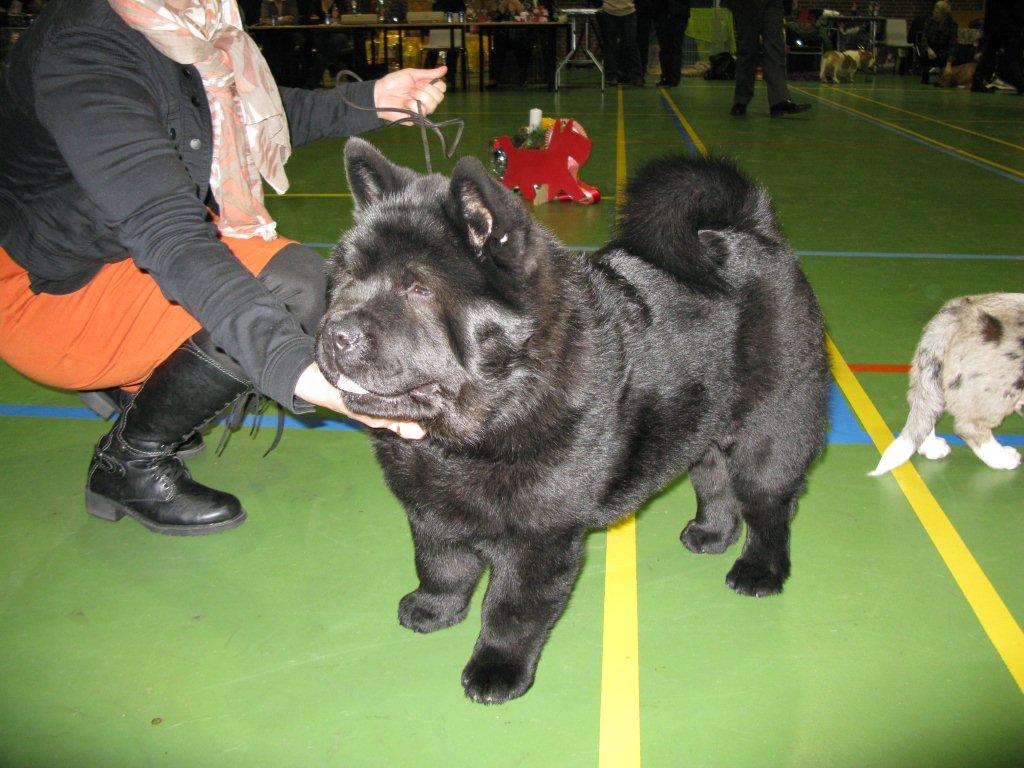 Best chow chow puppy: Garzioso´s Noble Faxe Zung Tzung Le