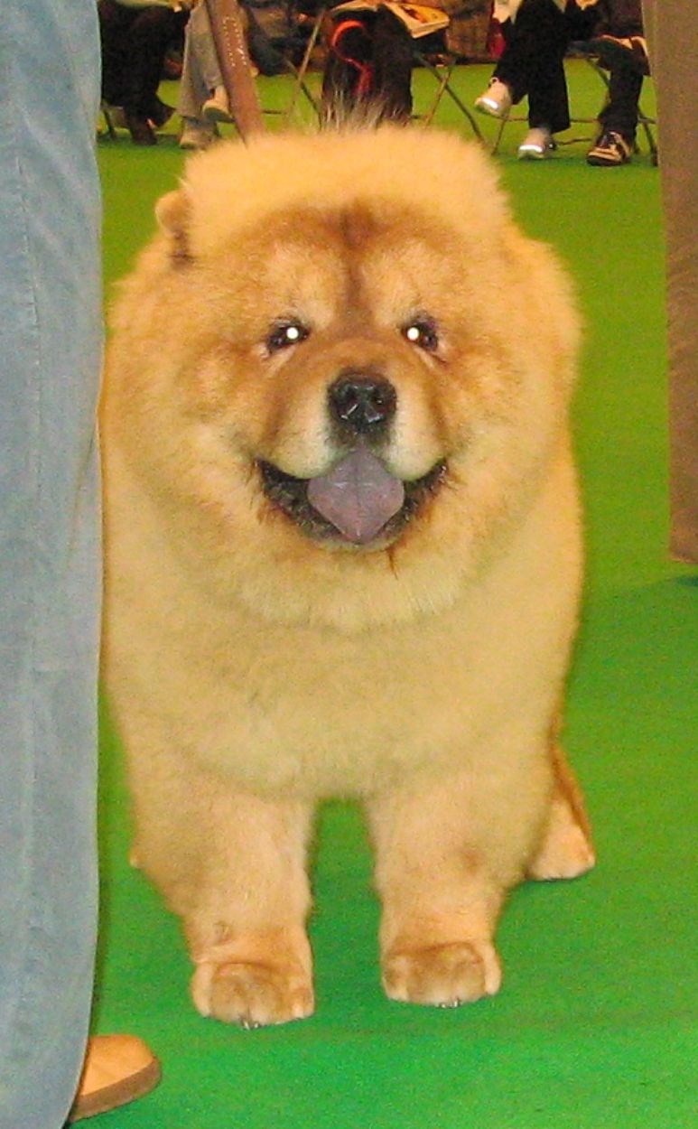 Res.Dog CC-1.Junior dog-Chanoyu Son `N` Heir