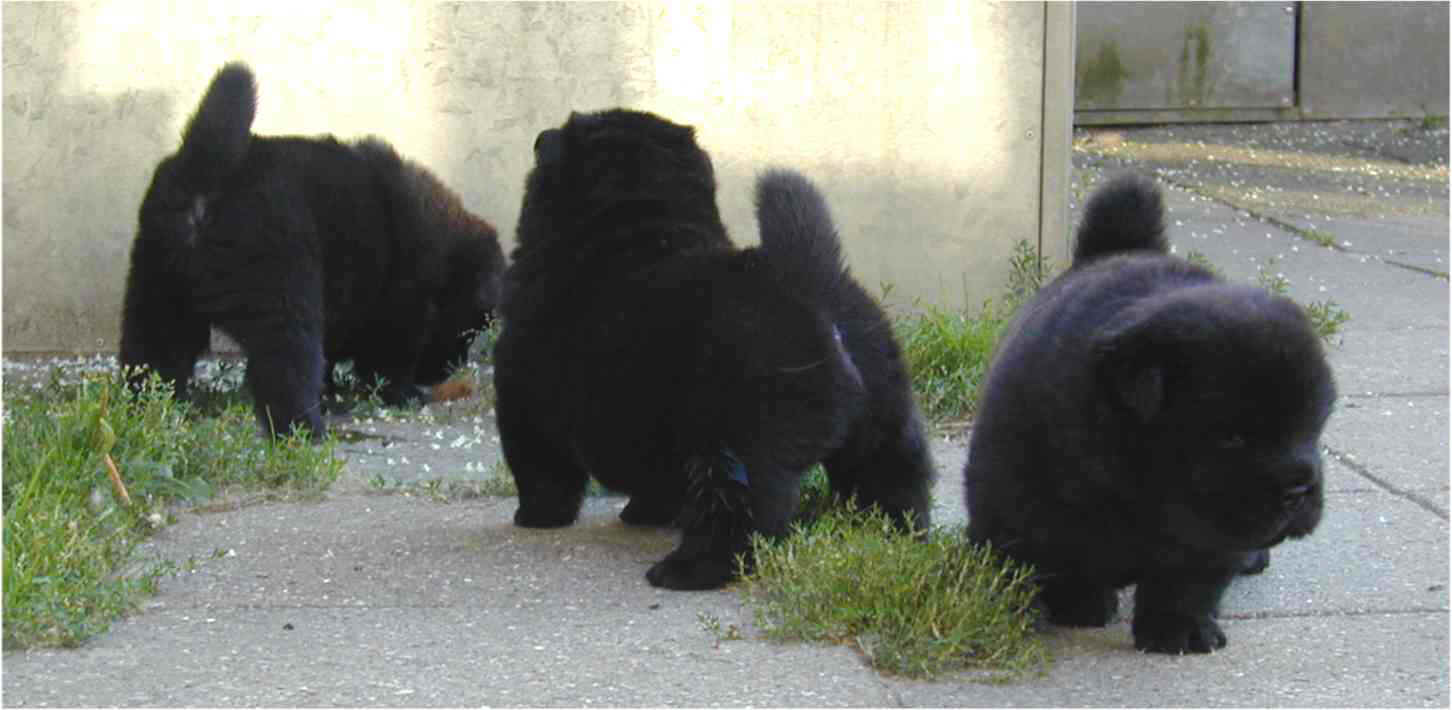 3 black puppies