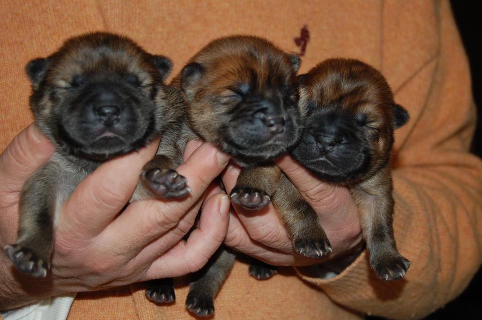 Sumac-Beauty puppies 1 week old