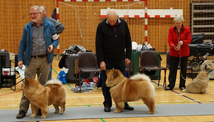 Senior and dog competition
