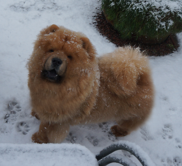 Luka in the snow - 6½ month