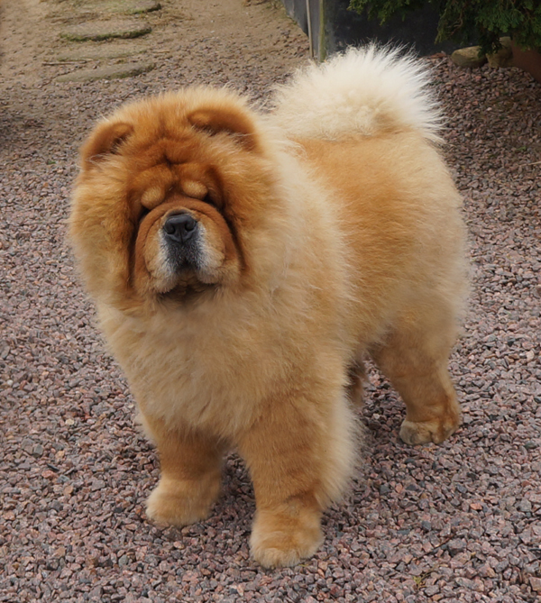 Chan-Lo's Day Tripper (sire of Knut and Tore)