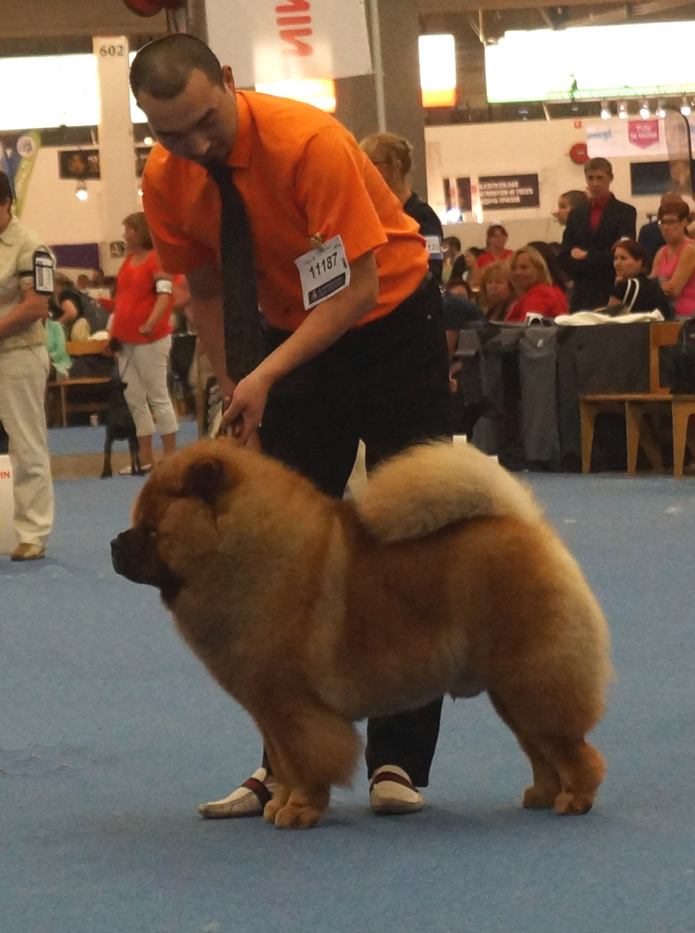 Open male 1. Daxiong Of An Na Kennel (from China)