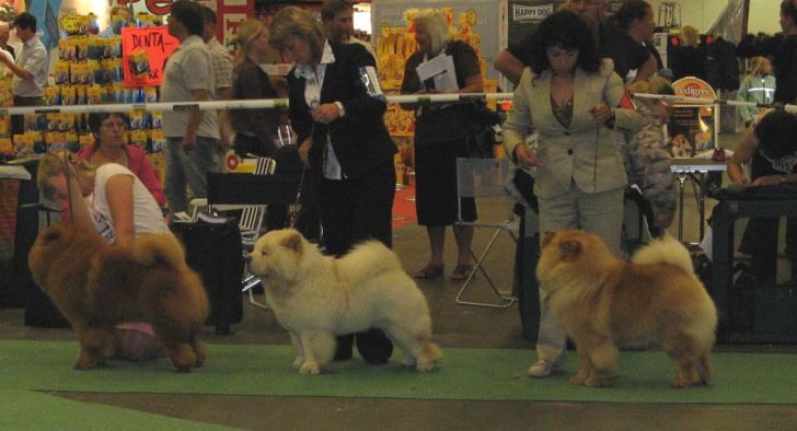 Competition for Res.WW08+Res.Cacib males 1. CH Elected Tauras Cunami