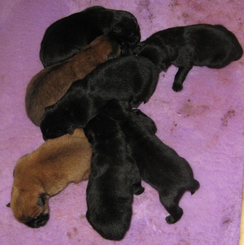 7 newborn puppies