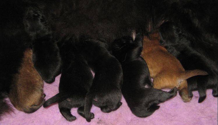 7 newborn puppies