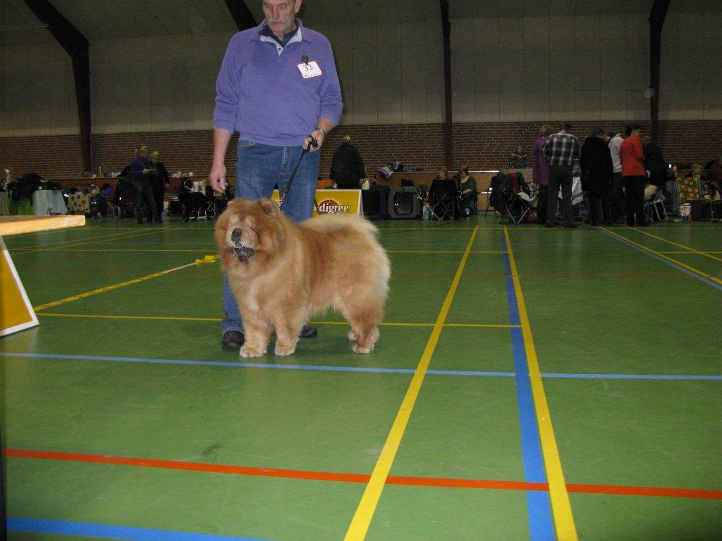 Best veteran chow chow: CH Stagebos Quick Step