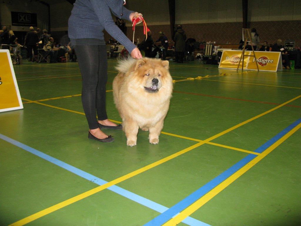 BIR chow chow: Chan-Los Crazy Little Thing