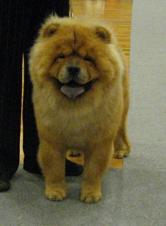 Junior male excl.1.+BD4-Chowhills Gandor