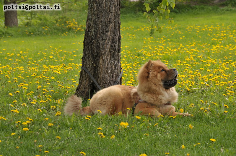 Stagebos Wild Thing (Nalle)-6 month