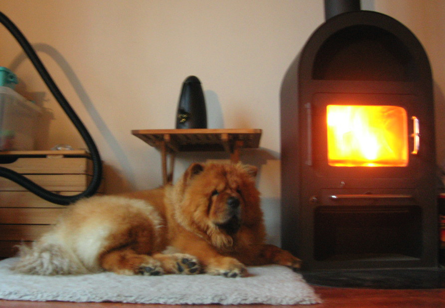 After a very rainy show Voulle is enjoying the fireplace